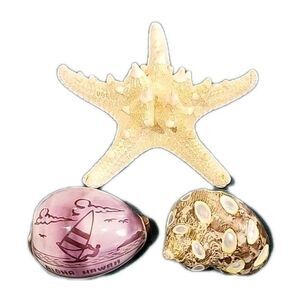 Decor Sea Shells - Tiger Cowrie Shell Hawaii, Thailand Shell, Starfish